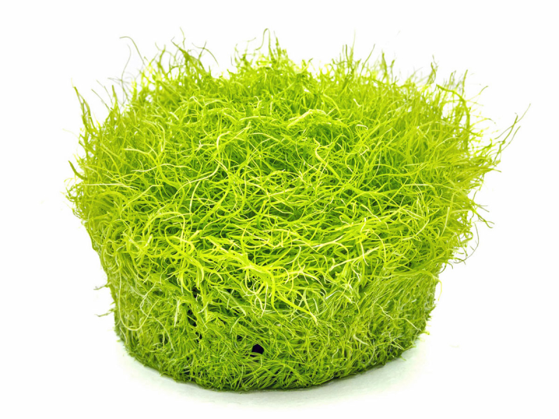 Grasblättriger Wasserschlauch - Utricularia graminifolia in vitro